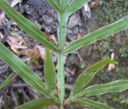 ミニ　イノモトソウ　４株 ミニ イノモトソウ 4株 イノモトソウ – はなもく散歩